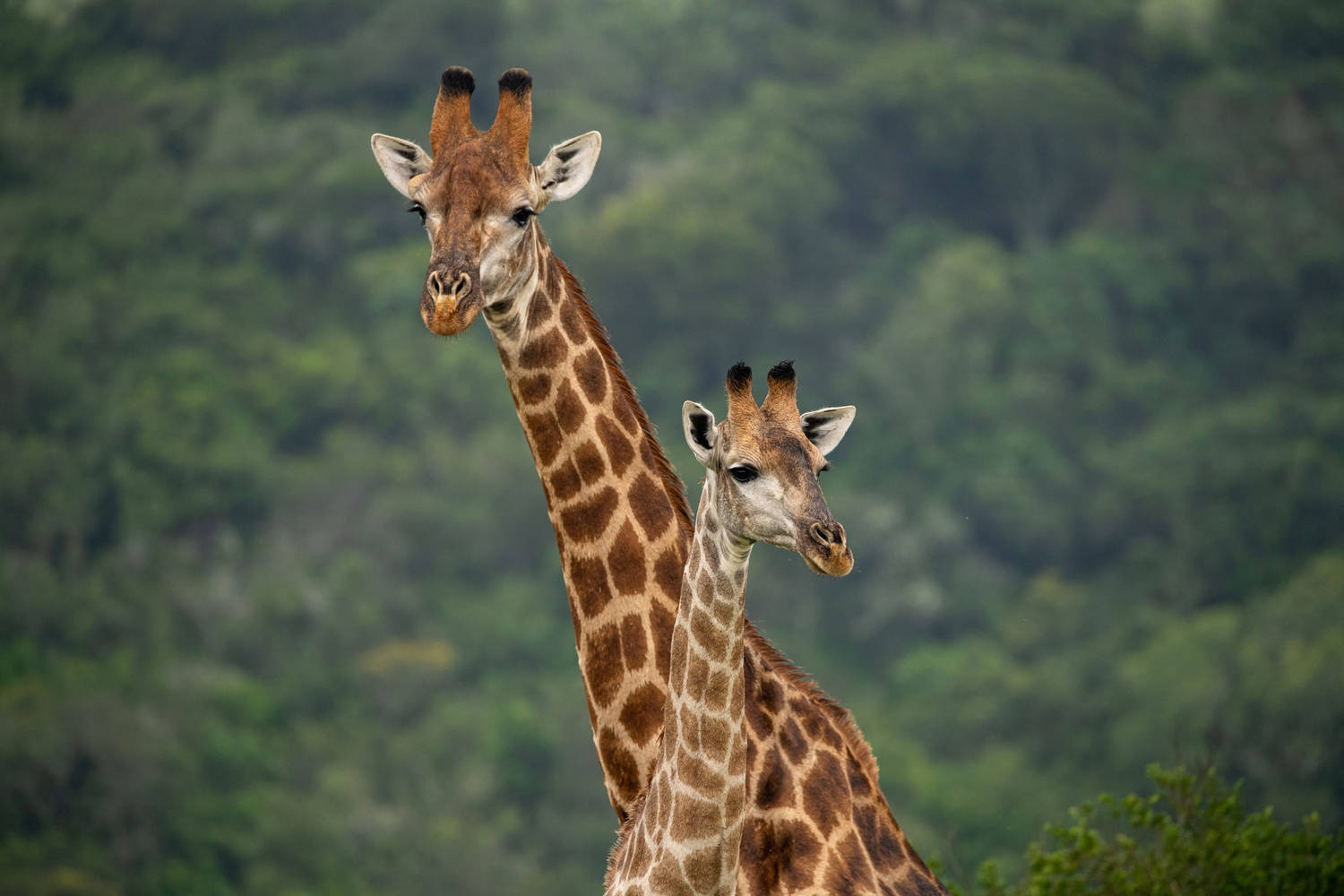 Wedding couple spotting giraffe on Intle's private game reserve
